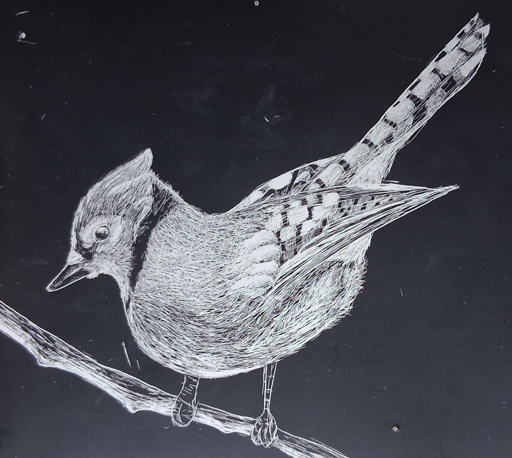 a picture of a scratch art blue jay