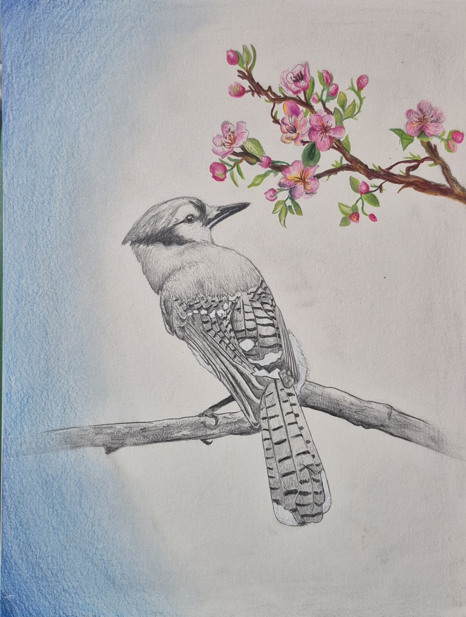 picture of a bird sketch